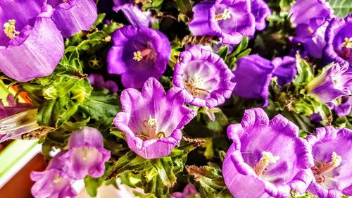 Close-up of purple flowers