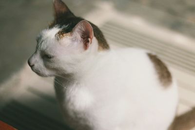 Close-up of a cat