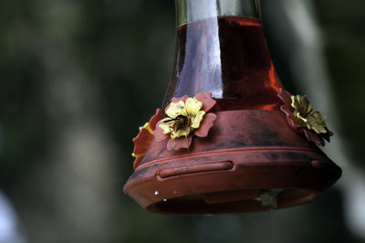 Close-up of red rose