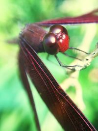 Close-up of an animal outdoors