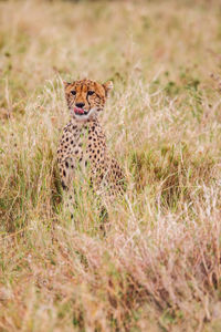 Cheetah on field