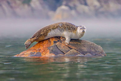 Seal resting on a rock