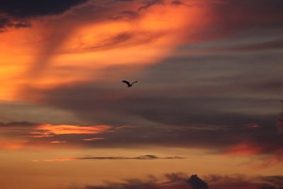 Low angle view of silhouette birds flying against orange sky