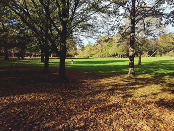 Trees on field during autumn