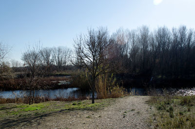 Bare trees by river against clear sky