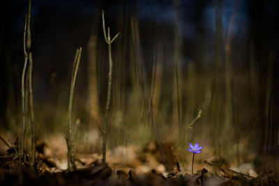 Close-up of flower growing in field