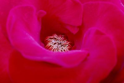 Full frame shot of flower