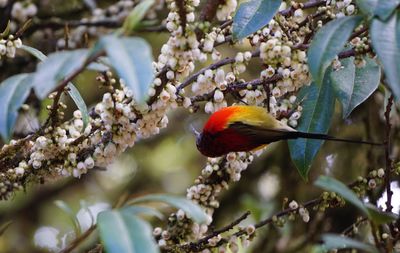 Close-up of a bird perching on branch