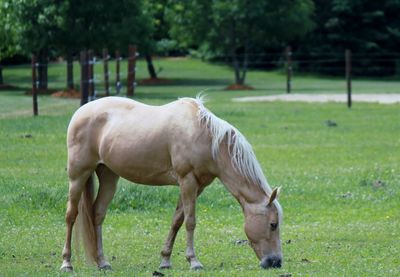 Horse grazing in a field