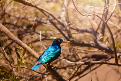 Close-up of bird perching on branch