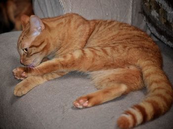 Close-up of ginger cat sleeping