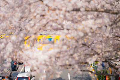 View of cherry blossom