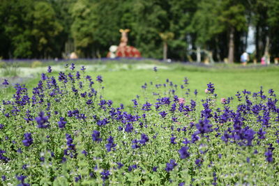 Purple flowering plants in park