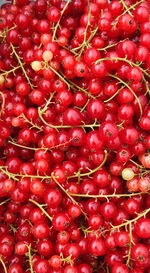 Full frame shot of red berries