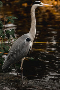 High angle view of gray heron standing in lake