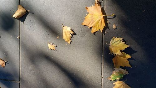 High angle view of maple leaves on plant