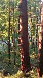 Trees in forest