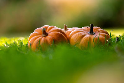 Three little pumpkins on a wooden table with beautiful blurred colorful background