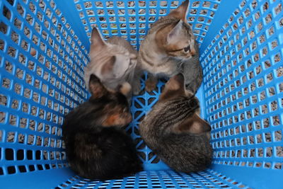 High angle view of cats relaxing