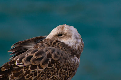 Close-up of eagle