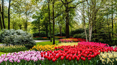 Close-up of flowering plants in forest