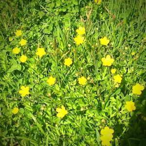 Close-up of flowers blooming in field