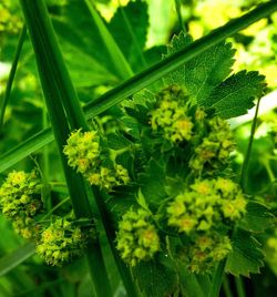 Close-up of plant