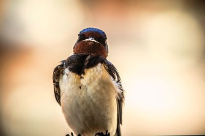 Close-up of bird perching on rock