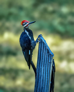 Rear view of bird perching on a rock