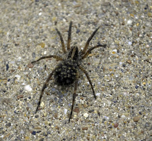 Close-up of spider