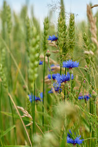 plant