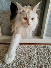 Portrait of cat on rug at home