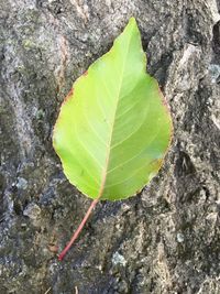High angle view of leaf on rock