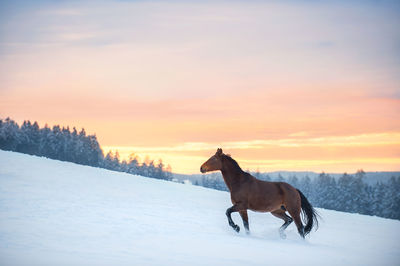 A westphalian horse walks through high snow. the snow splashes up. in the background is a forest