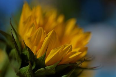 Close-up of yellow flowering plant