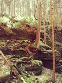 Trees in forest