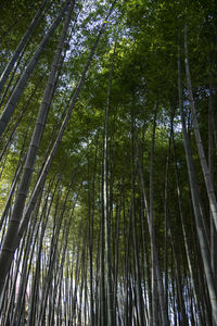 Low angle view of bamboo trees in forest