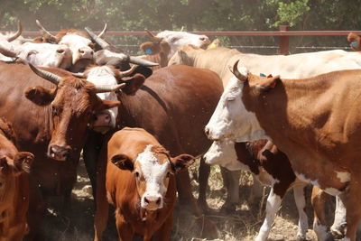 Cows standing in the ground