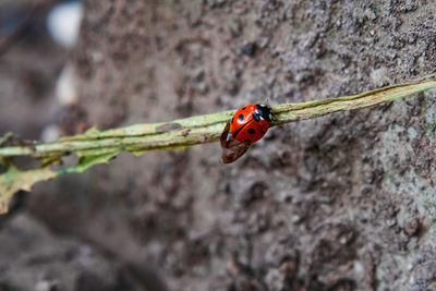 Close-up of ladybug on leaf