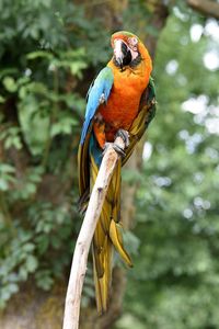 Close-up of a bird perching on branch