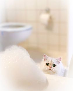 Close-up portrait of white cat