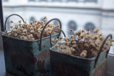 Close-up of potted plant on table