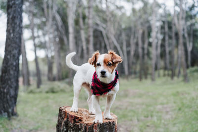 Jack russell dog standing on wood trunk in forest. wearing modern plaid bandana. pets and nature