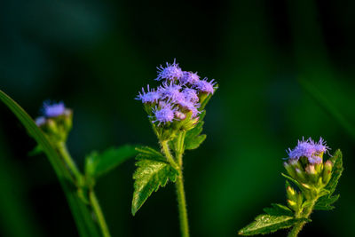 Close-up of purple flowering plant