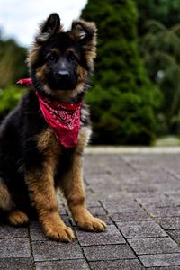 German shepherd puppy on bokeh background