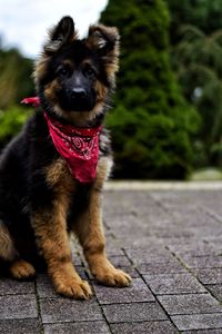Portrait of dog sitting on footpath