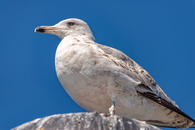 Low angle view of seagull perching against clear blue sky