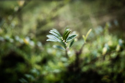 Close-up of plant growing on field