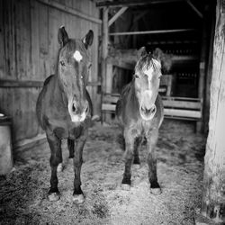 Portrait of horsea in stable