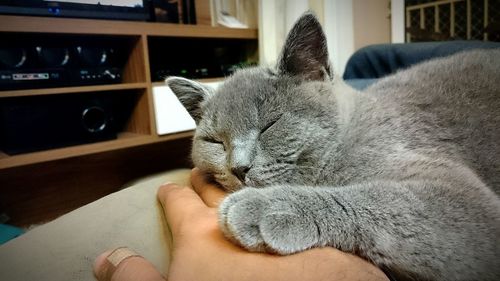 Close-up of hand feeding cat relaxing at home